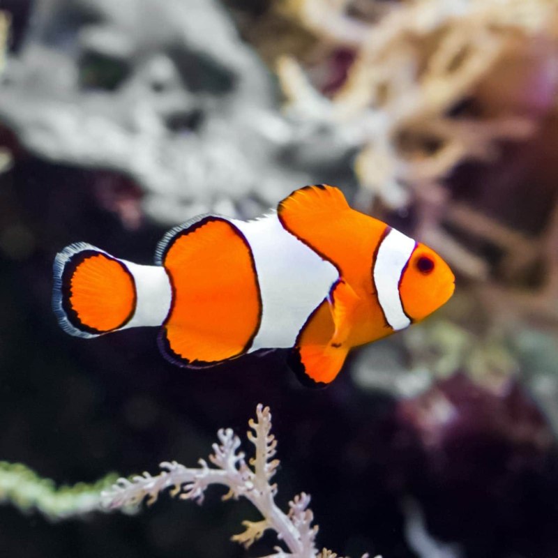 Amphiprion ocellaris купить в Нижнем Тагиле