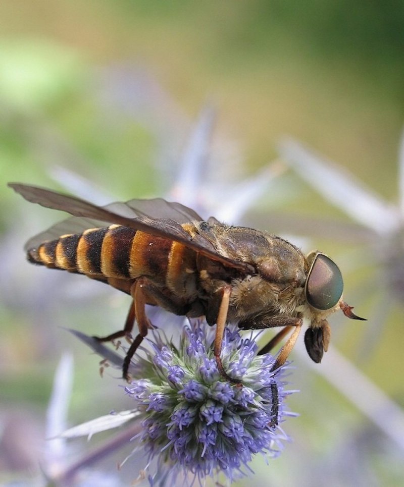 Слепень бычий Tabanus bovinus