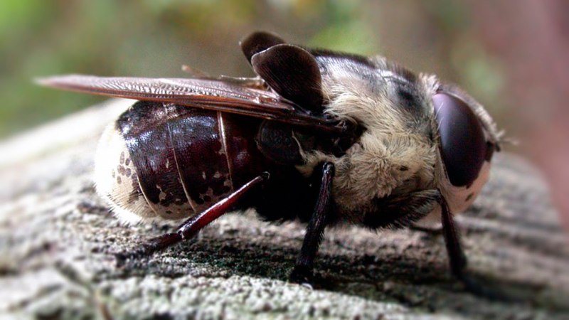 Овод Oestridae