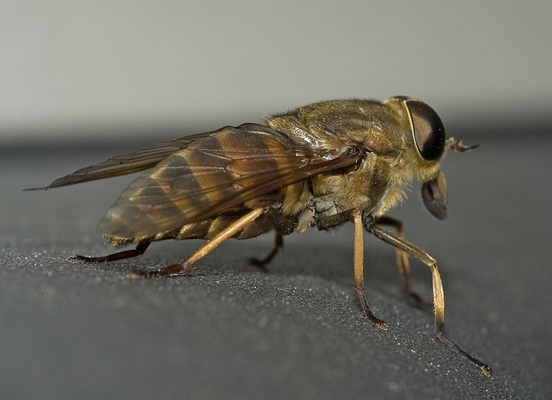 Слепень бычий Tabanus bovinus