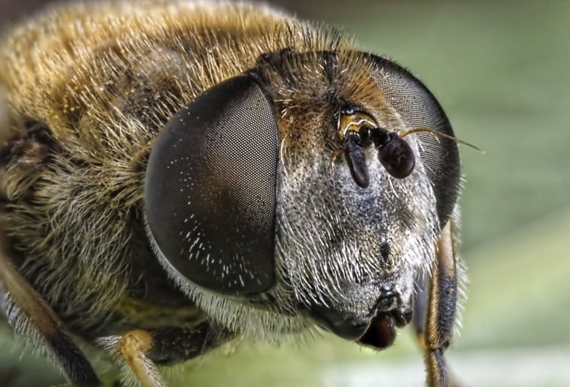 Слепень Tabanus chrysurus