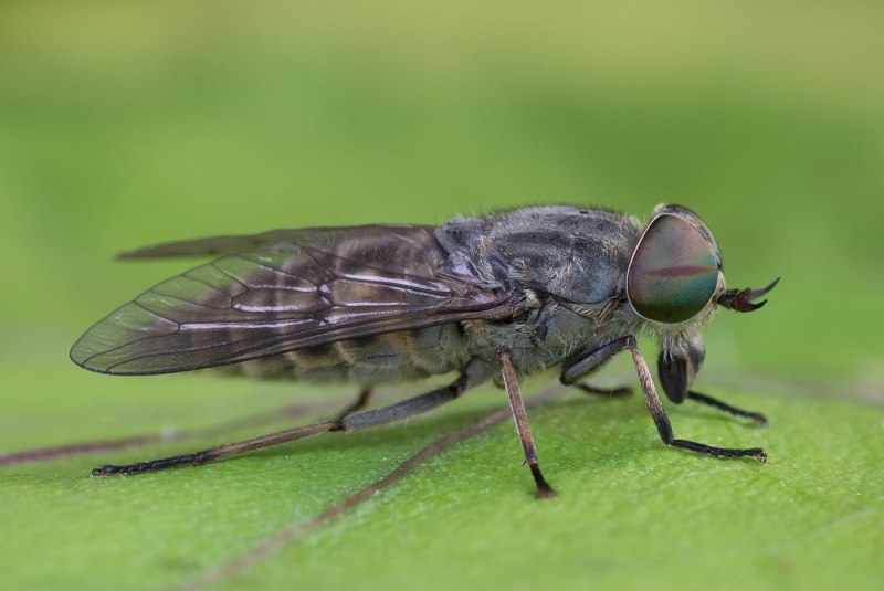 Tabanus bromius