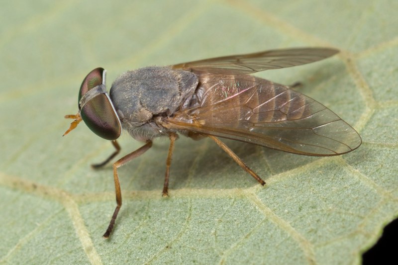 Слепни (Tabanidae)