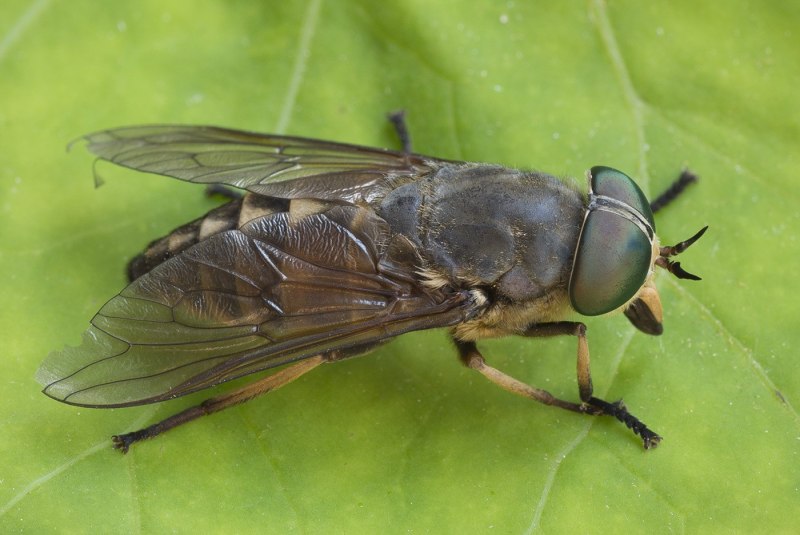 Слепень Tabanus
