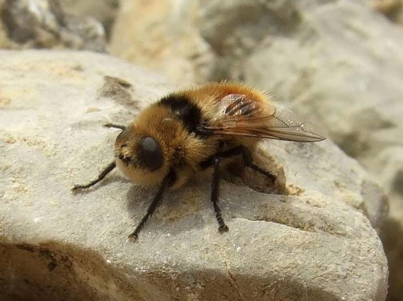 Овод Oestridae