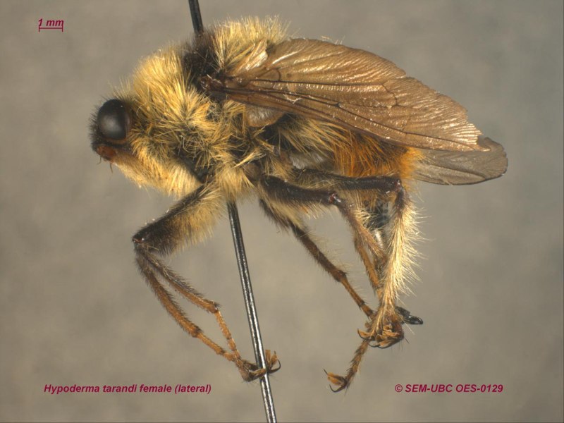 Олений Овод Hypoderma tarandi