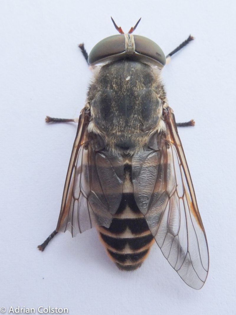 Слепень бычий Tabanus bovinus
