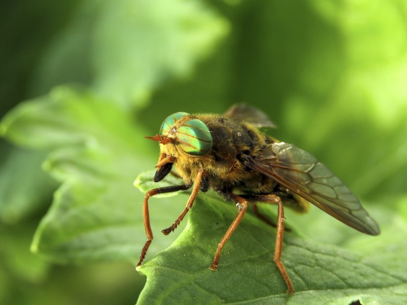 Слепни (Tabanidae)
