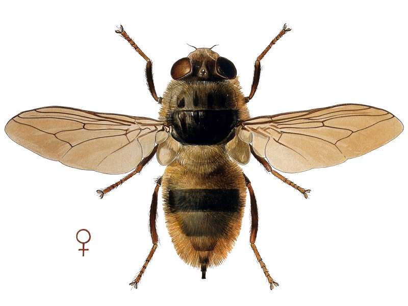 Hypoderma Bovis