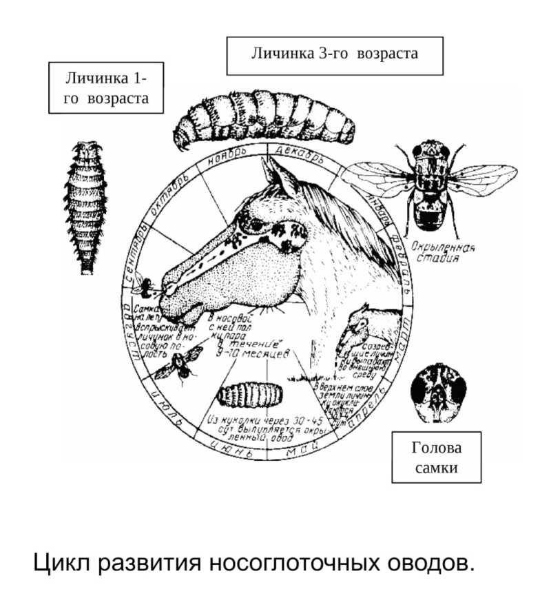 Носоглоточные оводы у овец