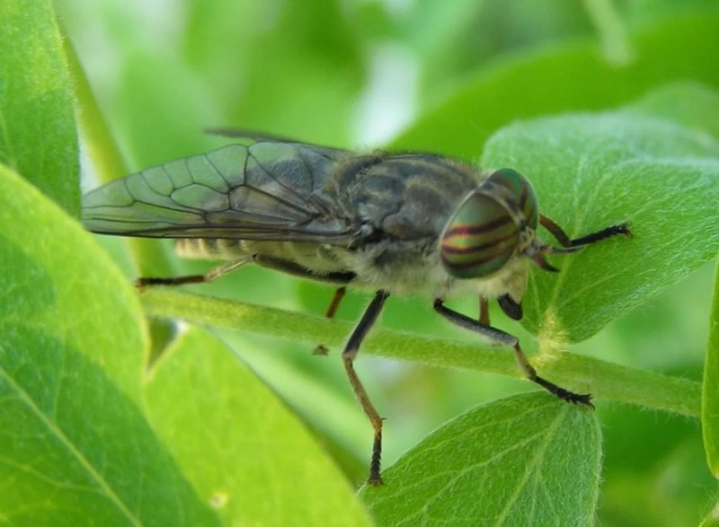 Слепень бычий Tabanus bovinus