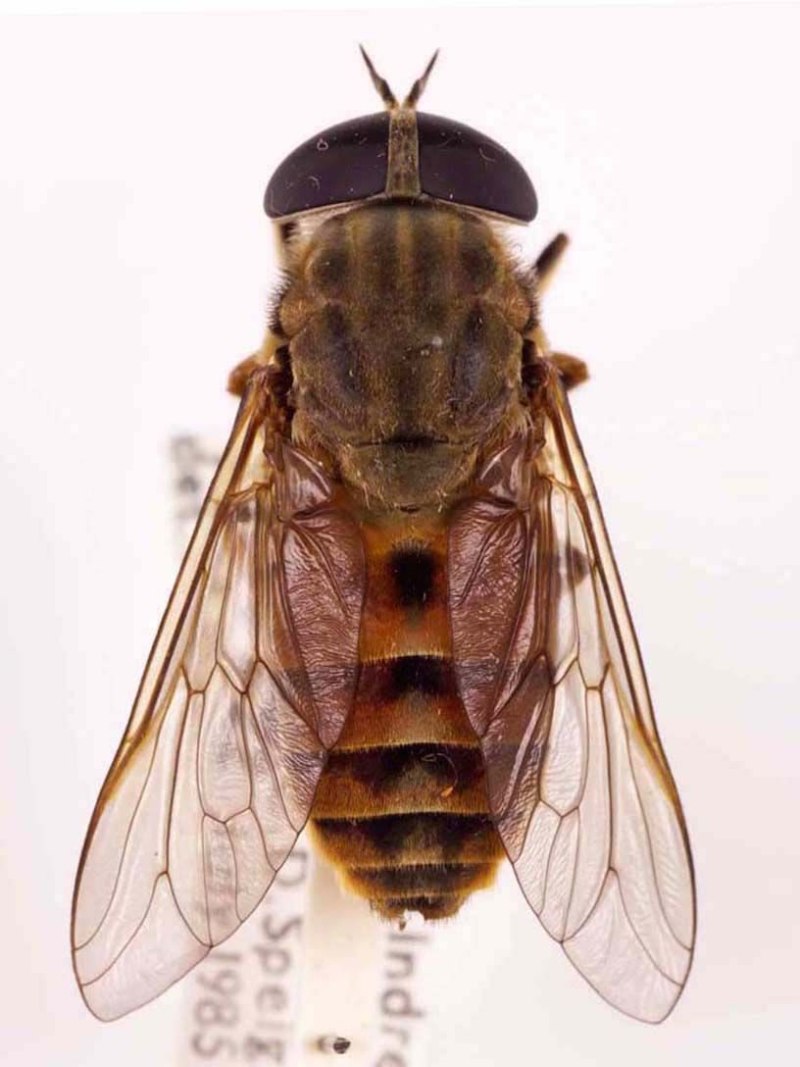 Слепень Tabanus