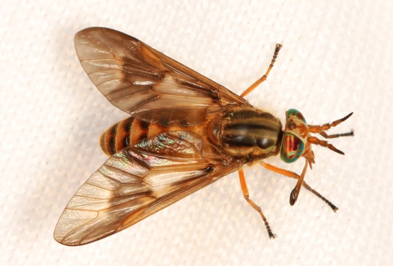 Слепень Chrysops
