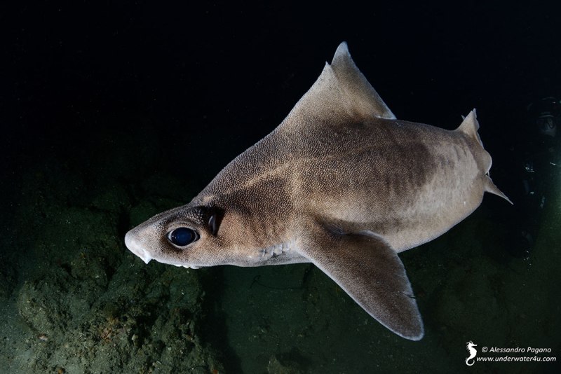Oxynotus centrina