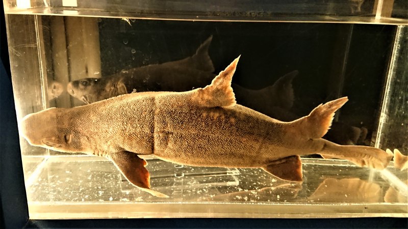 Hypomesus japonicus фото