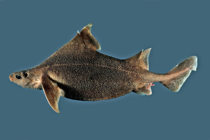 Oxynotus bruniensis