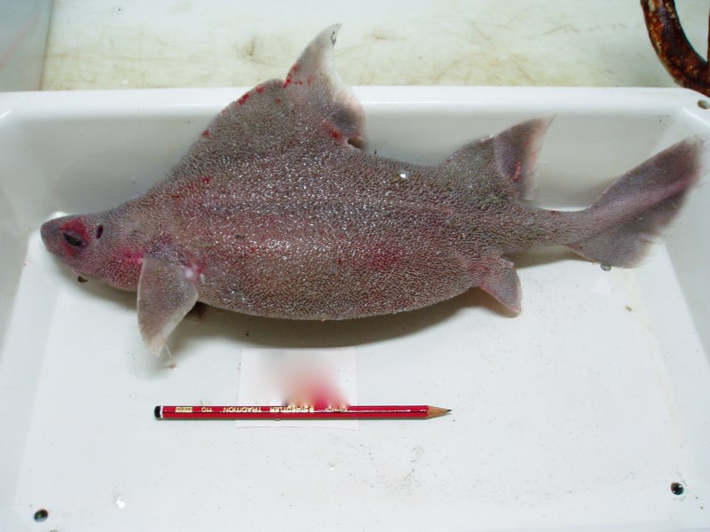 Oxynotus bruniensis