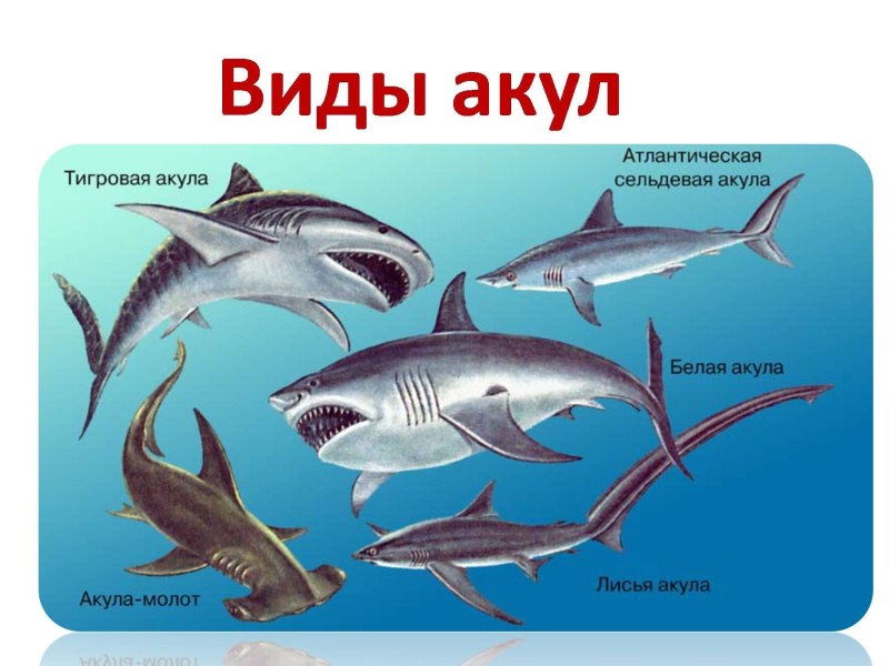 Класс хрящевые рыбы надотряд