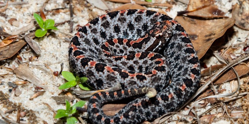 Sistrurus miliarius