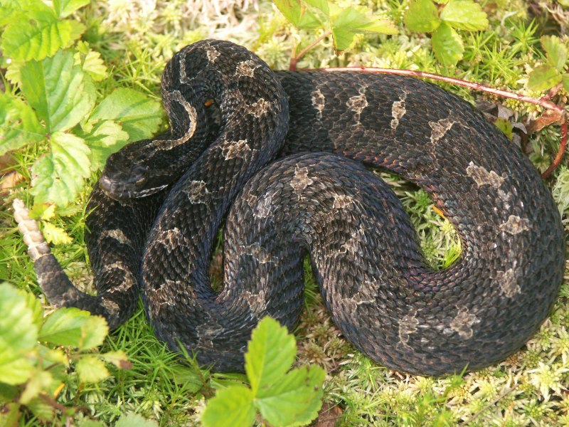 Род змей Sistrurus