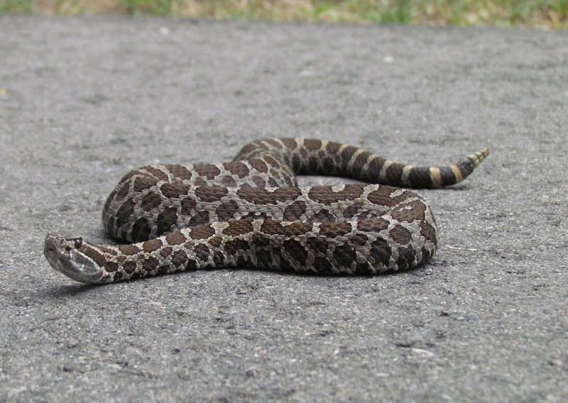 Sistrurus catenatus