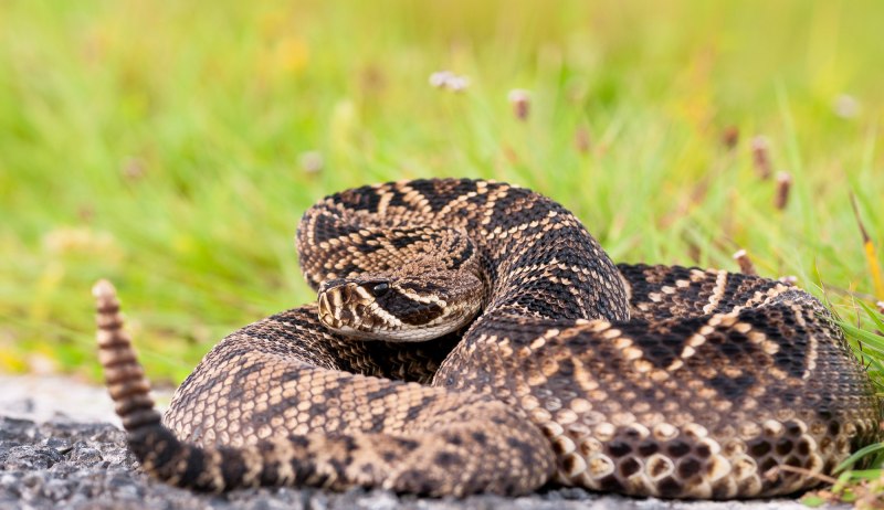 Diamondback Rattlesnake