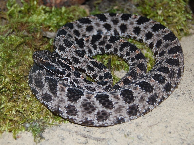 Sistrurus miliarius