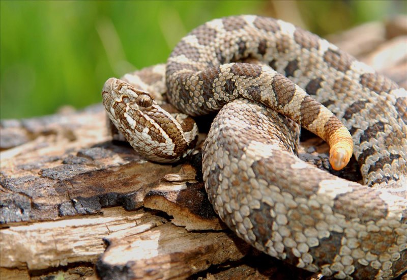 Rattlesnakes фото Детеныши