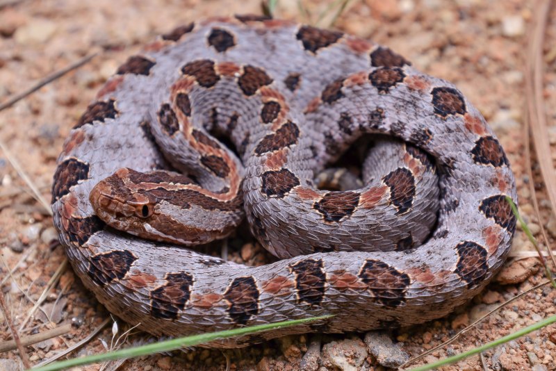 Английском животные и их Детеныши Rattlesnake