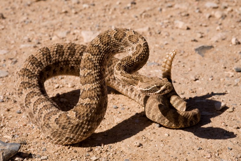 Crotalus