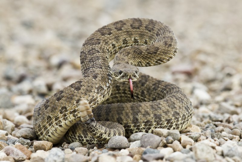 Crotalus viridis