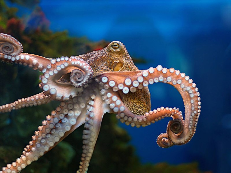 Octopus (Октопус)