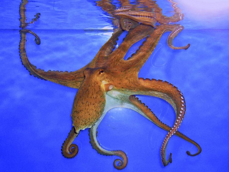 Осьминог Octopus vulgaris