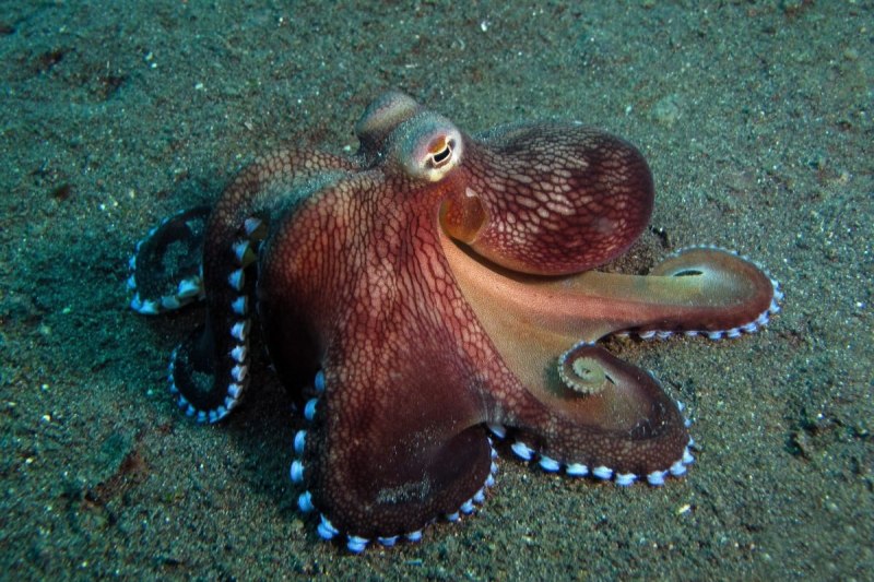 Amphioctopus marginatus