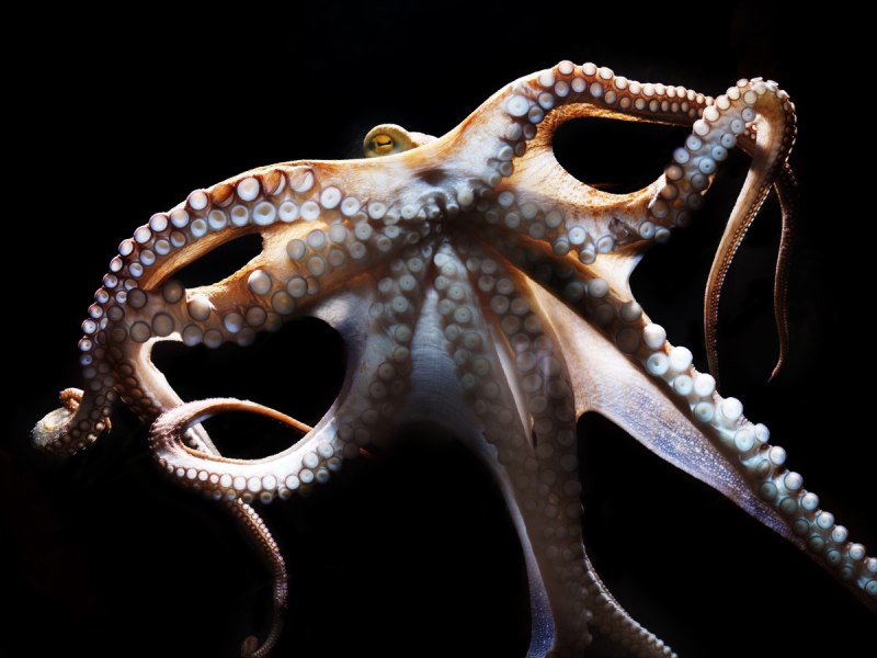 Осьминог Octopus vulgaris