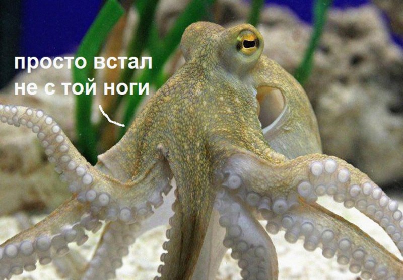 Осьминоги бьют рыб