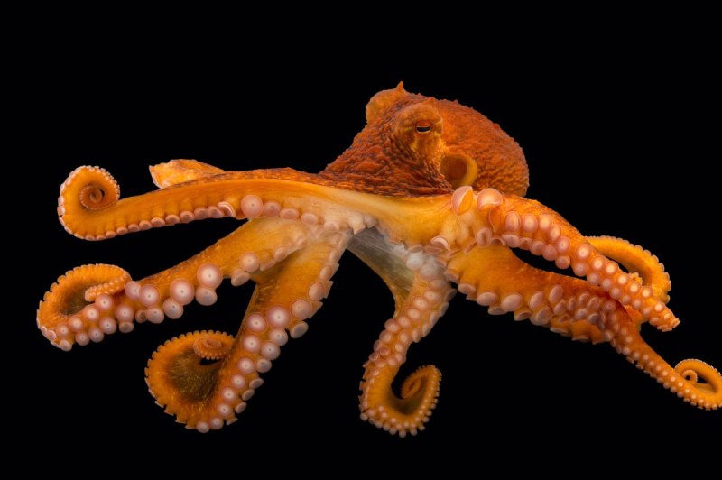 Enteroctopus dofleini
