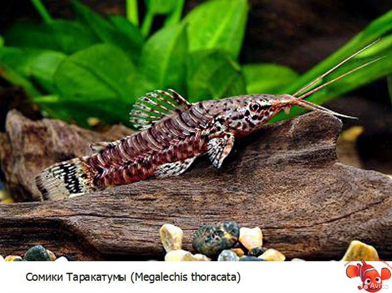 Сом таракатум белый