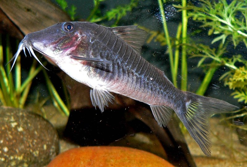 Corydoras atropersonatus