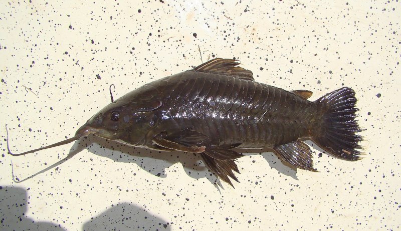 Hoplosternum littorale