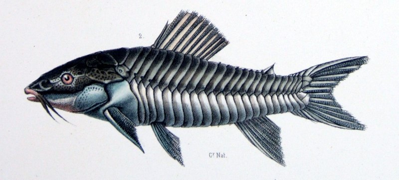Hoplosternum littorale