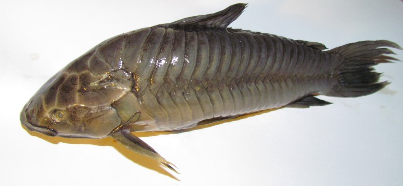 Hoplosternum littorale