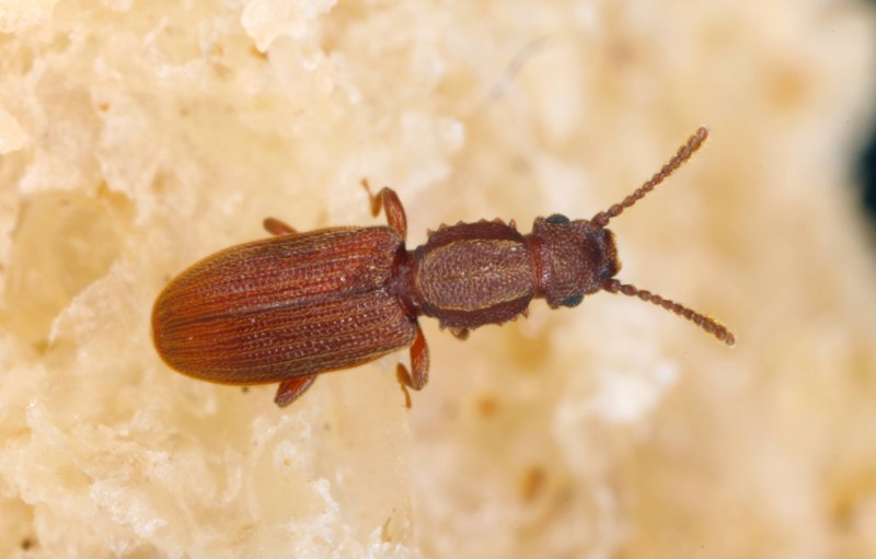 Sitophilus Zeamays