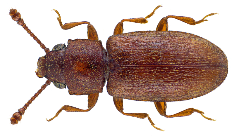 Silvanus bidentatus