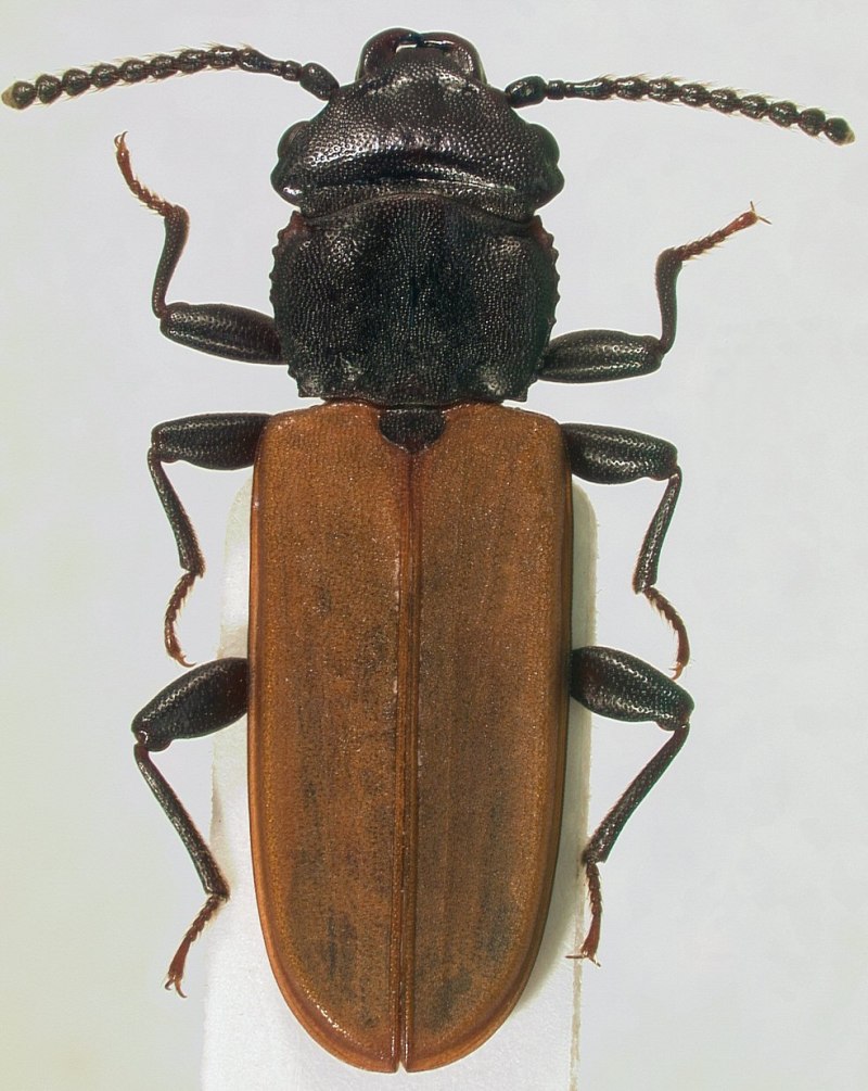 Плоскотелки (Cucujidae)