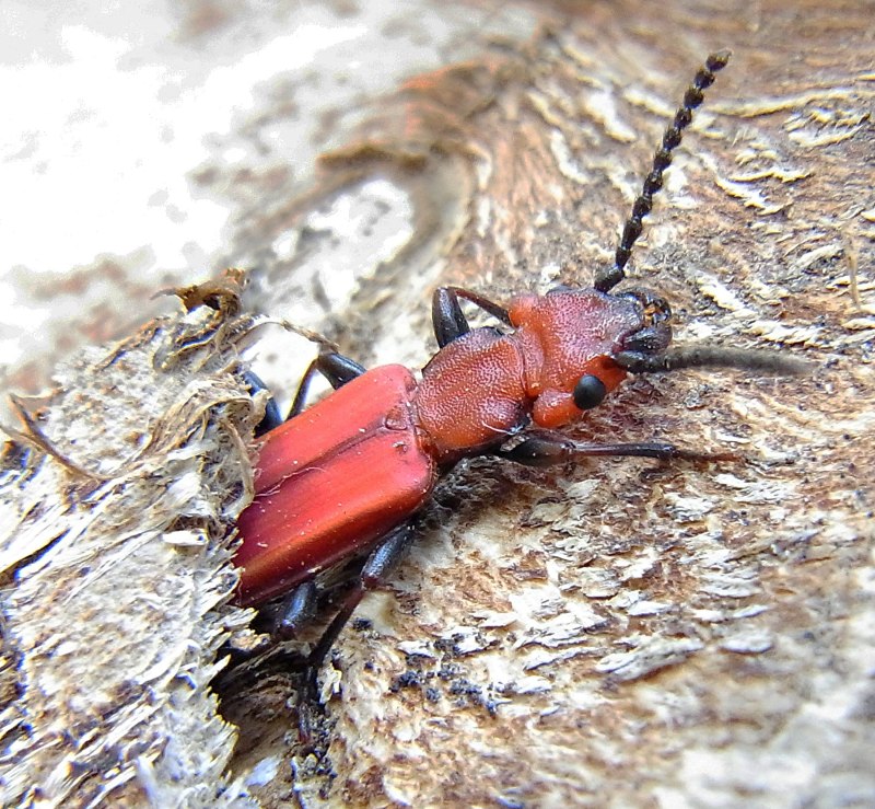 Cucujus cinnaberinus