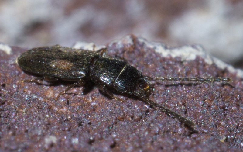 Laemophloeus_biguttatus