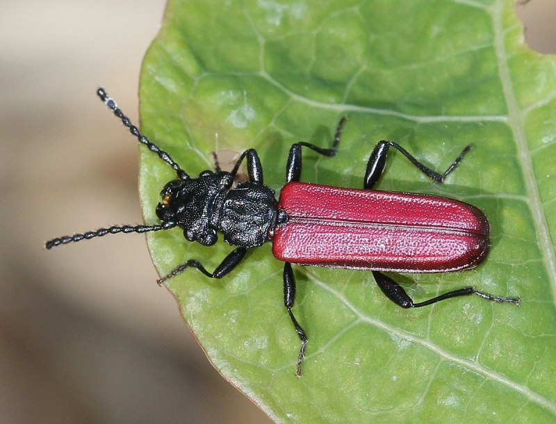 Cucujus cinnaberinus