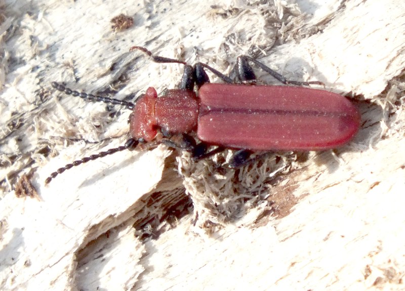 Cucujus cinnaberinus