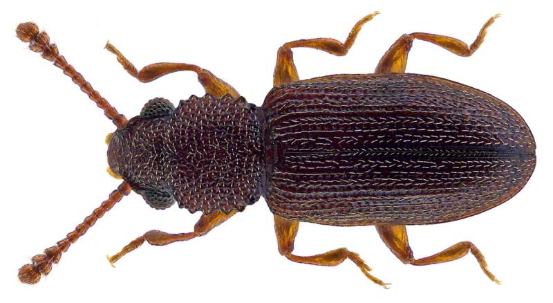 Silvanus bidentatus